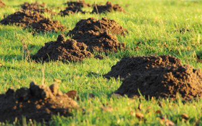 Geen mollen in de tuin