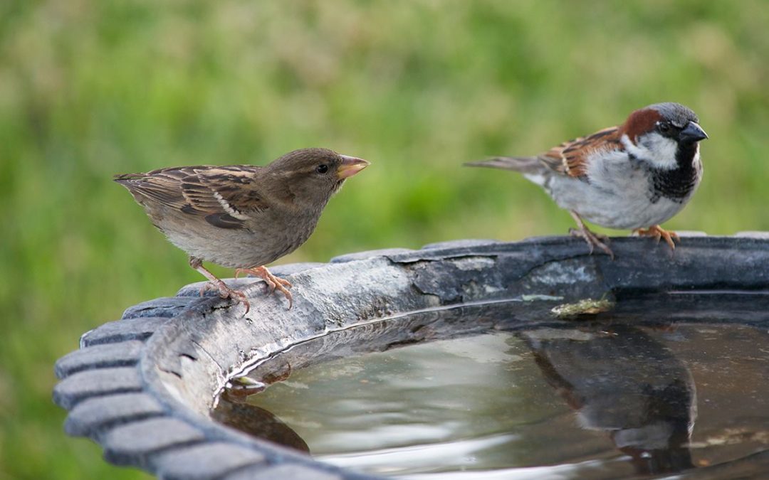 Water voor vogels