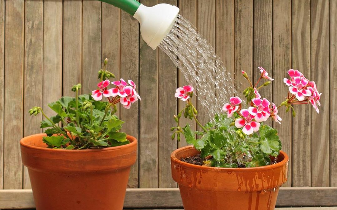 Water voor planten in potten